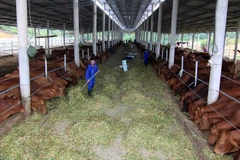 Ảnh minh họa. (Nguồn: Vũ Sinh/TTXVN)