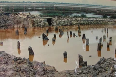 Bãi cọc Bạch Đằng. (Nguồn: quangninh.gov.vn)