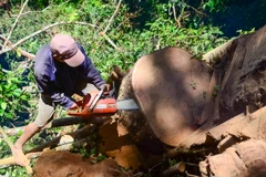 Lâm tặc đang xẻ thân gỗ nghiến để làm thớt. (Ảnh: Xuân Tư/TTXVN)