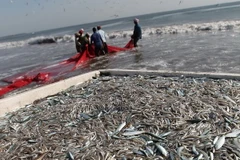 Ảnh minh họa. (Nguồn: AFP/TTXVN)