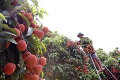 Ảnh minh họa. (Nguồn: TTXVN)