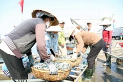 Các thương lái thu mua hải sản của ngư dân Quảng Trị. (Ảnh: Thanh Thủy/TTXVN)