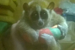 Một cá thể culi được giải cứu. (Nguồn: ENV)