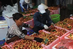 Đóng gói vải tươi phục vụ xuất khẩu tại một hộ kinh doanh thuộc thị trấn Chũ, huyện Lục Ngạn, Bắc Giang. (Ảnh: Quang Quyết/TTXVN)