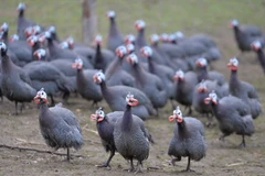 Một trang trại chăn nuôi gia cầm gần Le Mans, tây nam nước Pháp. (Nguồn: AFP/TTXVN)