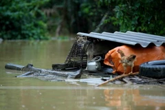 (Ảnh: Minh Quyết/TTXVN)