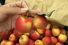 [Video] Sự thật về loại táo đá Hà Giang bán trên thị trường