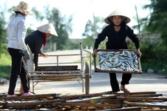 Những người phụ nữ phơi cá nục tại khu phố 4, thị trấn Cửa Việt, huyện Gio Linh, tỉnh Quảng Trị. (Ảnh: Tuấn Anh/TTXVN)