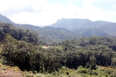 Những cánh rừng nguyên sinh ngàn năm trong Khu dự trữ sinh quyển thế giới Langbiang. (Ảnh: Phạm Kha/TTXVN)