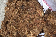 Tóp mỡ mốc bốc mùi hôi thối. (Ảnh: Trịnh Duy Hưng/Vietnam+)