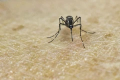Muỗi Aedes Aegypti, vật trung gian lây truyền virus Zika, trong phòng thí nghiệm tại một trung tâm nghiên cứu y học ở Cali, Colombia ngày 25/2. (Nguồn: AFP/TTXVN)