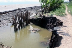 Sạt lở khu vực cống Hương Mai trên đê biển Tây thuộc địa bàn xã Khánh Tiến, huyện U Minh, Cà Mau. (Ảnh: Lê Huy Hải/TTXVN)