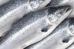 [Video] Thực hư về thông tin trong cá hồi nuôi có chứa độc tố