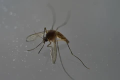 Muỗi Aedes Aegypti, vật trung gian lây truyền virus Zika. (Ảnh: AFP/TTXVN)
