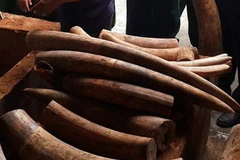 Tang vật ngà voi nhập lập bị bắt giữ tại cảng Cát Lái, Thành phố Hồ Chí Minh. Ảnh minh họa. (Nguồn: TTXVN)