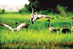 Kiên Giang thành lập Khu bảo tồn loài-sinh cảnh Phú Mỹ 2.700ha