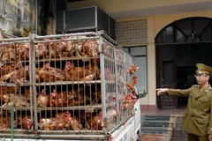 Gà lậu bị lực lượng chức năng thu giữ. Ảnh minh họa. (Ảnh: Quang Quyết/TTXVN)