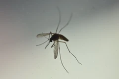 Muỗi Aedes Aegypti là vật trung gian truyền virus Zika. (Nguồn: AFP/TTXVN)