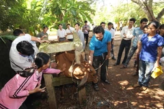 Lớp “Nghề kỹ thuật nuôi và phòng trừ bệnh cho trâu, bò, dê” tại xã Vĩnh Trung, huyện Vĩnh Linh, tỉnh Quảng Trị. (Ảnh: Anh Tuấn/TTXVN)