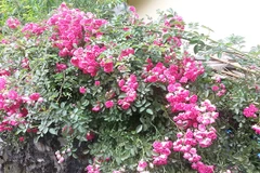 Da mặt căng mượt, không nhờn dầu với tinh chất hạt tầm xuân