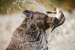 Gấu xám săn bắt cá hồi. (Nguồn: Telegraph)