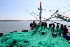 Ngư dân Quảng Trị được hỗ trợ bảo hiểm khi hành nghề khai thác hải sản xa bờ. (Ảnh: Nguyên Lý/TTXVN)