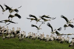 Hạc trắng trên đồng cỏ tại làng Ajja gần thành phố Bờ Tây Jenin. (Ảnh: THX/TTXVN)