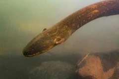 Loài lươn Electrophorus voltai. (Nguồn: AFP)