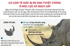 3/5 loài tê giác bị đe dọa tuyệt chủng ở mức cực kỳ nguy cấp