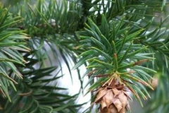 Vườn Quốc gia Bạch Mã nhân giống thành công 2 loài cây quý