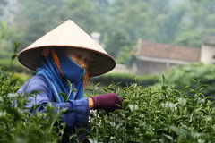 Lễ hội “Hương sắc Trà Xuân” tôn vinh nghề trồng chè truyền thống
