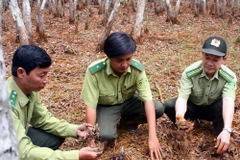 3.000ha rừng tràm U Minh Hạ đứng trước nguy cơ cháy cao