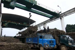 Cần nhận định đúng thực trạng của ngành mía đường hiện nay
