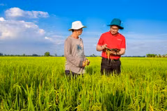 Agribank cho vay liên kết sản xuất, chế biến và tiêu thụ sản phẩm lúa gạo. (Ảnh: Vietnam+)