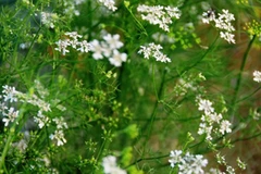 “Tắm tất niên” bằng cây mùi già đã ra hoa kết trái nhằm tẩy trần những vướng bụi trong năm cũ để chào đón một năm mới mạnh khỏe, may mắn, an lành... (Ảnh: PV/Vietnam+)