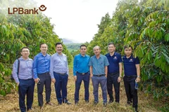 Lãnh đạo LPBank cùng đại diện tập đoàn Hoàng Anh Gia Lai tại một trang trại trồng cây sầu riêng. Ảnh: CTV/Vietnam+)
