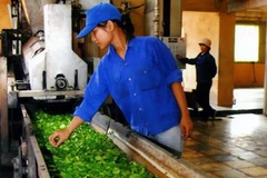 Chế biến chè xanh xuất khẩu tại Công ty Chè Sông Cầu (Tổng công ty Chè Việt Nam). (Ảnh: Hồng Kỳ/TTXVN)