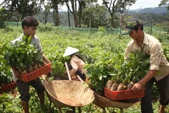 Nhận cây cà phê giống về trồng. (Ảnh: Trần Lê Lâm/TTXVN) 