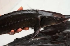 Phát triển mạnh nghề nuôi cá nước lạnh