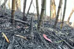 Với sự tham gia chữa cháy của khoảng 860 người cùng với nhiểu trang thiết bị hỗ trợ, chiều 20/2/2024, 2 trong 3 nguồn phát cháy trên Vườn Quốc gia Hoàng Liên (thị xã Sa Pa, tỉnh Lào Cai) ở gần khu dân cư thôn Séo Mý Tỷ và khu vực Nà Háng (hướng đi thôn Hàng và thôn San 1, xã Hoàng Liên) đã cơ bản được khống chế, chỉ còn một điểm cháy vẫn diễn biến phức tạp bởi gió lớn và nhiều thực bì. Hiện, các lực lượng chức năng vẫn đang nỗ lực tiếp cận để dập lửa tại điểm còn lại trong thời gian sớm nhất. (Ảnh: Quốc Khánh - TTXVN)