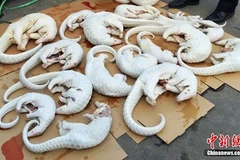 Trung Quốc thu giữ gần 2.700 con tê tê bị buôn lậu