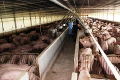 Ảnh minh họa. (Nguồn: TTXVN)