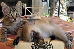 Hiện tượng "chú khỉ ngủ gật" gây sốt cộng đồng mạng