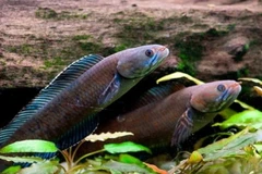 Ảnh minh họa. (Nguồn: AP)