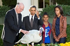 Tổng thống Obama thả gà tây trong lễ Tạ ơn. (Nguồn: washingtontimes.com)