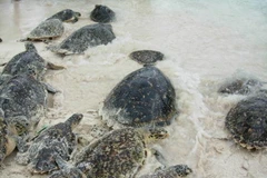 Ảnh minh họa. (Nguồn: eluniversal.com.co)