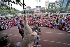 Trường tiểu học "trình diễn" mổ lợn để giáo dục học sinh