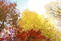 Tokyo cuối thu như một bản giao hưởng đang ngân lên những nốt nhạc cuối cùng với đủ các cung bậc màu sắc, vẽ lên bức tranh rực rỡ trên bầu trời.