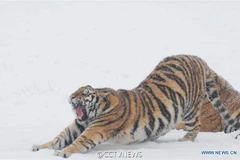 Vẻ tinh nghịch của những "chúa sơn lâm" trong công viên.