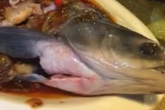 Thực khách kinh hãi vì "cá zombie" trên bàn tiệc